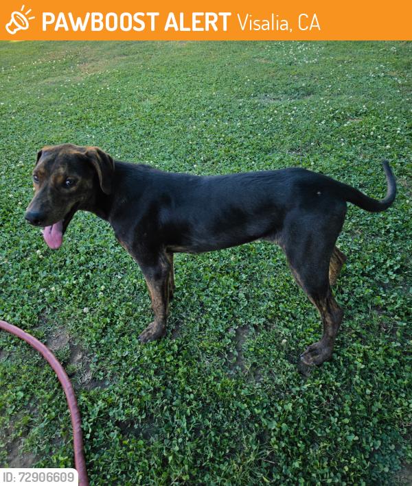 Found/Stray Male Dog last seen Vine street Visalia , Visalia, CA 93291