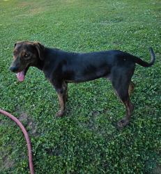Found/Stray Male Dog last seen Vine street Visalia , Visalia, CA 93291