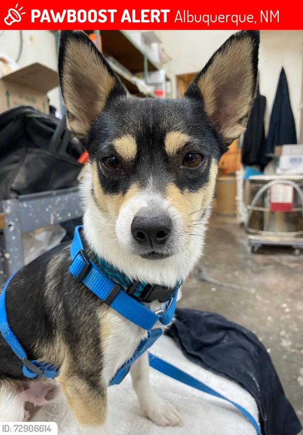 Lost Male Dog last seen 4th and Montano by mcdonalds, Albuquerque, NM 87107