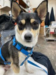 Lost Male Dog last seen 4th and Montano by mcdonalds, Albuquerque, NM 87107