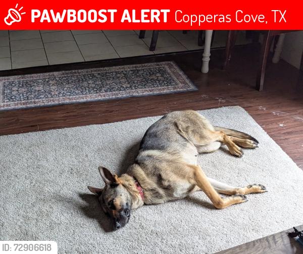 Lost Female Dog last seen Curry Ave, Copperas Cove, TX 76522