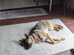 Lost Female Dog last seen Curry Ave, Copperas Cove, TX 76522