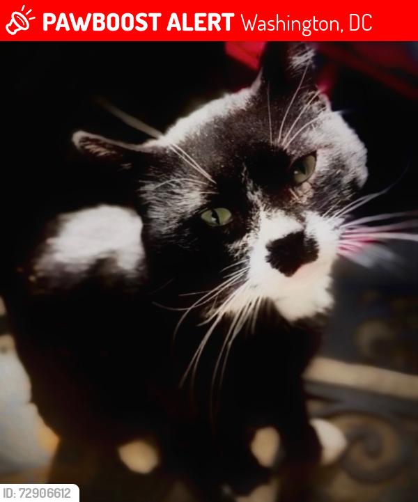 Lost Male Cat last seen Hillcrest Dr SE, Washington, DC 20020