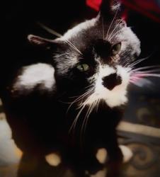 Lost Male Cat last seen Hillcrest Dr SE, Washington, DC 20020