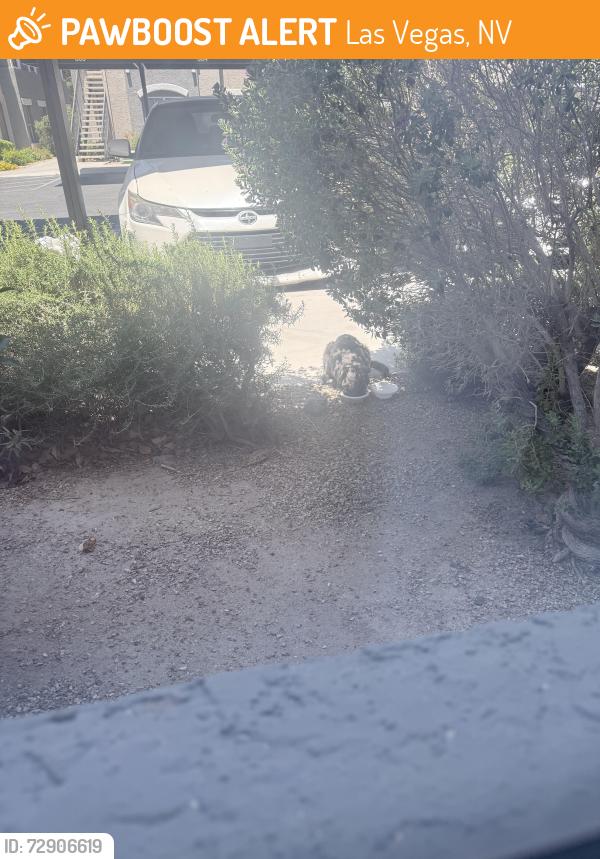 Found/Stray Unknown Cat last seen Maryland and Pyle , Las Vegas, NV 89183