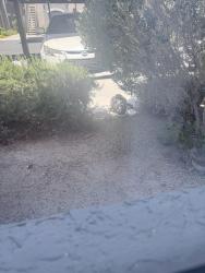 Found/Stray Unknown Cat last seen Maryland and Pyle , Las Vegas, NV 89183