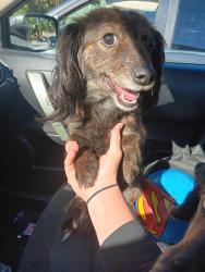Reunited Male Dog last seen Cemetary, Evergreen Park, IL 60805