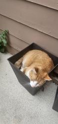 Reunited Male Cat last seen Just south of Meadowpoint Elementary , Centennial, CO 80015
