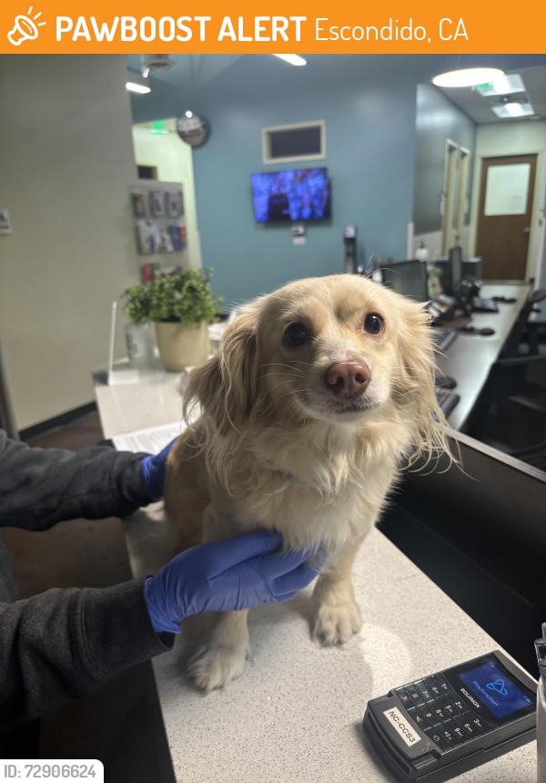 Found/Stray Female Dog last seen Broadway and country club, Escondido, CA 92026