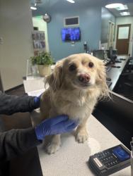 Found/Stray Female Dog last seen Broadway and country club, Escondido, CA 92026