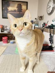 Reunited Male Cat last seen Gladstone St & 42nd Ave, Vancouver, BC V5P 1M2