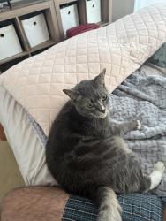 Reunited Male Cat last seen Safe way on west broadway , Vancouver, BC V6K