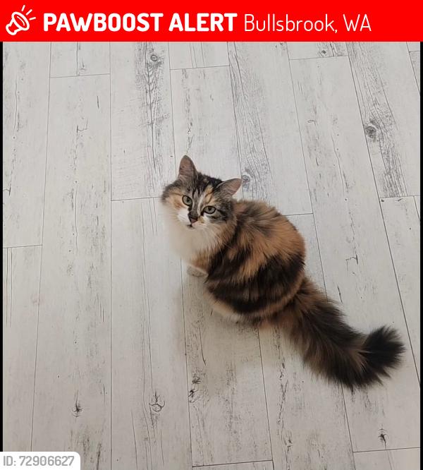 Lost Female Cat last seen North Ave and Sheen way, Bullsbrook, WA 6084