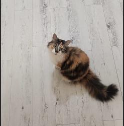 Lost Female Cat last seen North Ave and Sheen way, Bullsbrook, WA 6084