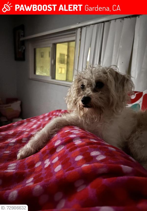 Lost Male Dog last seen park, Gardena, CA 90247