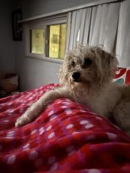Lost Male Dog last seen park, Gardena, CA 90247