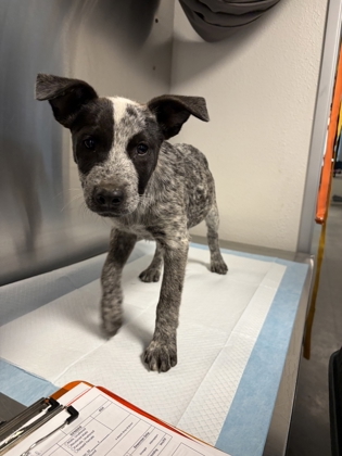 Shelter Stray Female Dog last seen W Clinton Ave & N Floyd Ave, Fresno Zone Fresno CO 2 93723, CA, Fresno, CA 93706