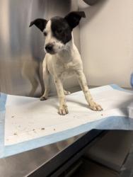 Shelter Stray Female Dog last seen W Clinton Ave & N Floyd Ave, Fresno Zone Fresno CO 2 93723, CA, Fresno, CA 93706