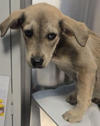 Shelter Stray Female Dog last seen S Walnut Ave & W Lincoln Ave, Fresno Zone Fresno CO 1A 93706, CA, Fresno, CA 93706
