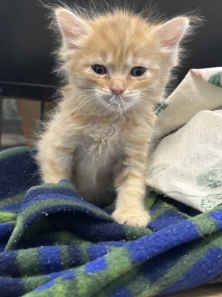 Shelter Stray Male Cat last seen S Terrado Ave & W Hidalgo Ave, Cantua Creek Zone Fresno CO 1B 93608, CA, Fresno, CA 93706