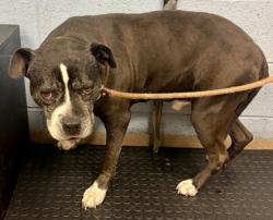 Shelter Stray Male Dog last seen Near BERLINE DRIVE, 30038, GA, Atlanta, GA 30341