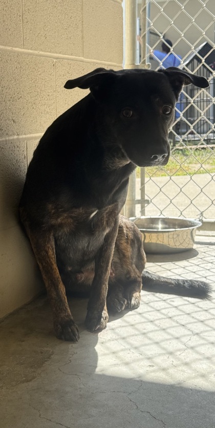 Shelter Stray Female Dog last seen Berkeley County, SC , North Charleston, SC 29406