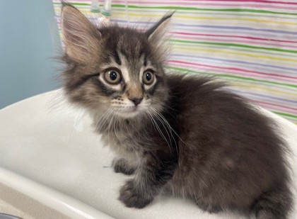 Shelter Stray Female Cat last seen Whitechapel RD Toledo 43614, Lucas County, OH, Maumee, OH 43537