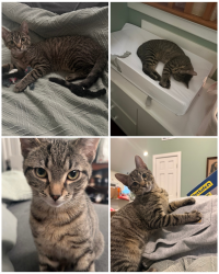 Lost Male Cat last seen Near Palmer Rd and Chaplin St, Chaplin, CT 06235