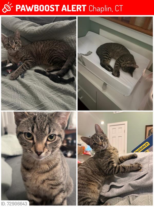 Lost Male Cat last seen Near Palmer Rd and Chaplin St, Chaplin, CT 06235