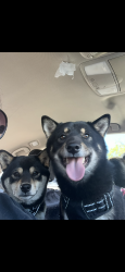 Lost Male Dog last seen Chelton and Oakshire, Pueblo, CO 81001