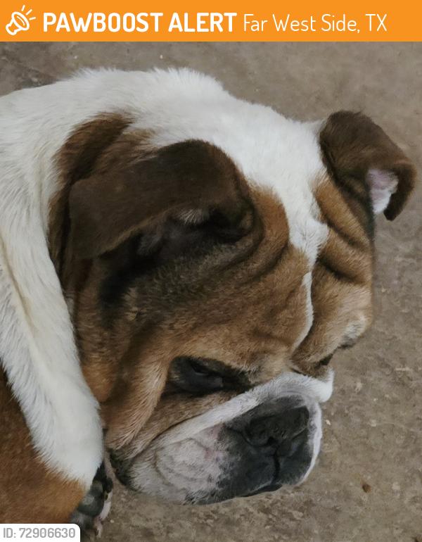 Found/Stray Unknown Dog last seen Potranco & Grosenbacher, Far West Side, TX 78245