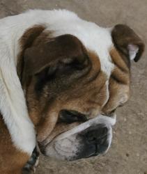 Found/Stray Unknown Dog last seen Potranco & Grosenbacher, Far West Side, TX 78245