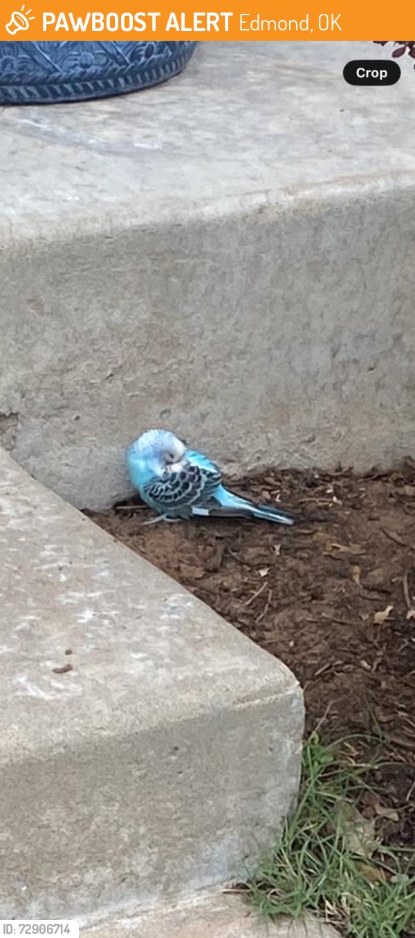Found/Stray Unknown Bird last seen Near W. Memorial Rd.Oklahoma City, OK 73134, Edmond, OK 73034