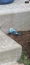 Found/Stray Unknown Bird last seen Near W. Memorial Rd.Oklahoma City, OK 73134, Edmond, OK 73034