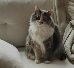 Reunited Female Cat last seen Winged ft rd, Pinehurst , Pinehurst, NC 28374