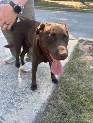Reunited Male Dog last seen Sumter landing circle and conn drive, Evans, GA 30809