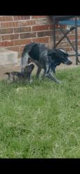Lost Female Dog last seen Ralph Elisson Library, Oklahoma City, OK 73121