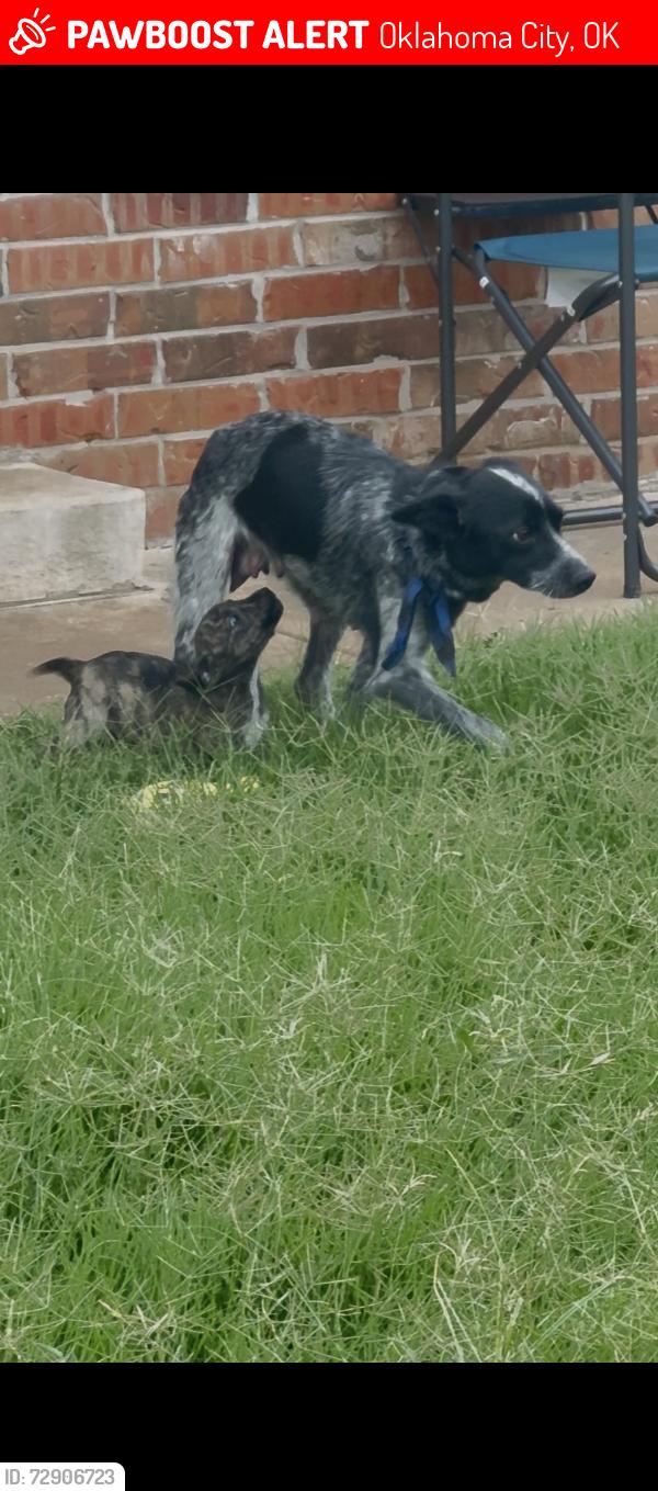 Lost Female Dog last seen Ralph Elisson Library, Oklahoma City, OK 73121