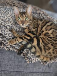 Lost Female Cat last seen Riverside Ave, Riverside, CA 92506