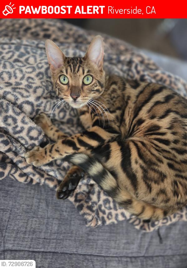 Lost Female Cat last seen Riverside Ave, Riverside, CA 92506