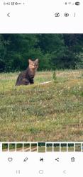 Found/Stray Unknown Cat last seen Emmanuel Church Road , Conover, NC 28613