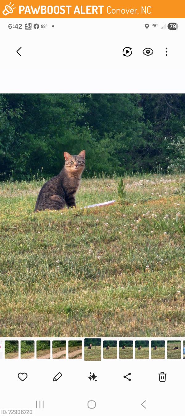 Found/Stray Unknown Cat last seen Emmanuel Church Road , Conover, NC 28613