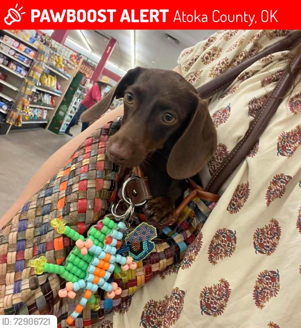 Lost Female Dog last seen Atoka, Ok, Atoka County, OK 74525