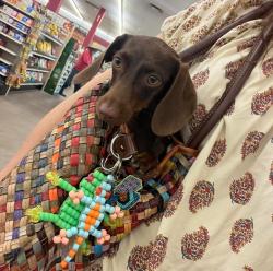 Lost Female Dog last seen Atoka, Ok, Atoka County, OK 74525