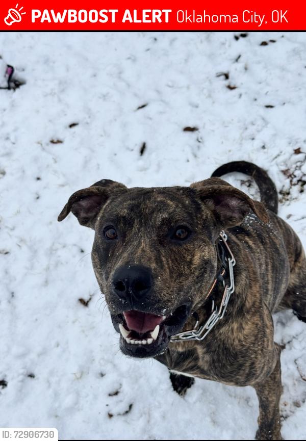 Lost Male Dog last seen Ralph Elisson Library, Oklahoma City, OK 73121