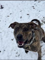 Lost Male Dog last seen Ralph Elisson Library, Oklahoma City, OK 73121
