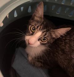Shelter Stray Female Cat last seen Near 47th Street, San Diego, CA, 92105, San Diego, CA 92110