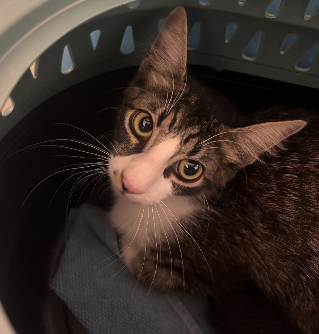 Shelter Stray Female Cat last seen Near 47th Street, San Diego, CA, 92105, San Diego, CA 92110