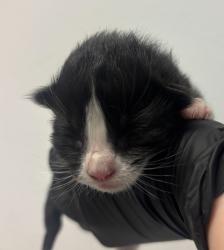 Shelter Stray Female Cat last seen Near 47th Street, San Diego, CA, 92105, San Diego, CA 92110