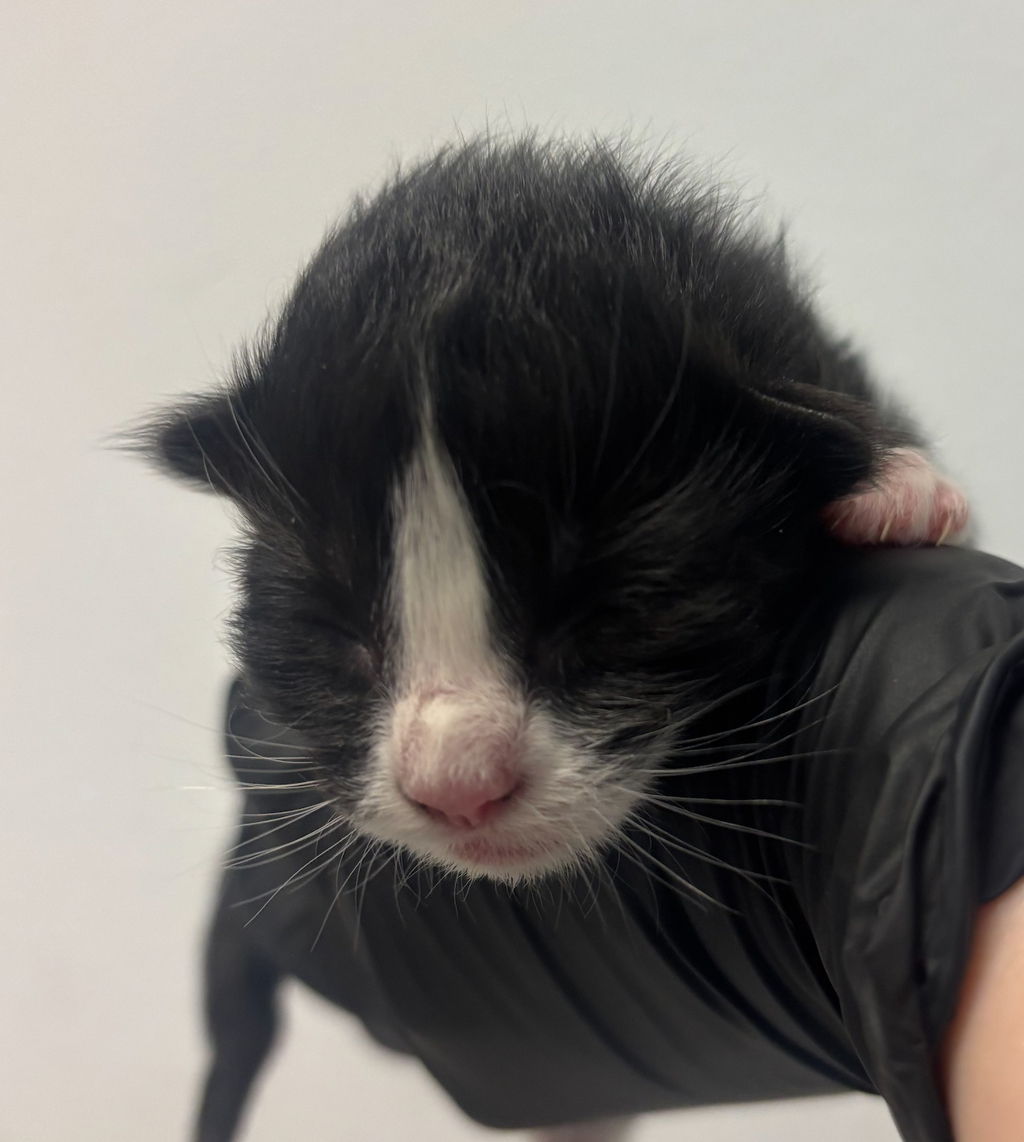 Shelter Stray Female Cat last seen Near 47th Street, San Diego, CA, 92105, San Diego, CA 92110